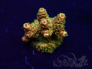 WYSIWYG Acropora Mariculture acclimated LED