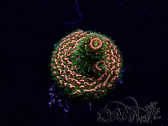 WYSIWYG Acropora Mariculture acclimated LED