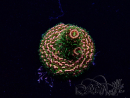 WYSIWYG Acropora 15S10 Mariculture acclimaté led