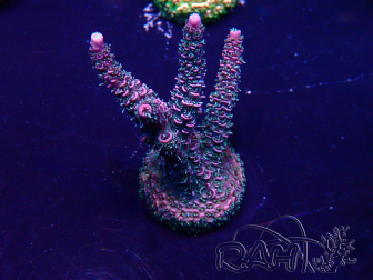 WYSIWYG Acropora Maricultuur geacclimatiseerd LED