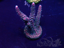 WYSIWYG Acropora Maricultuur geacclimatiseerd LED