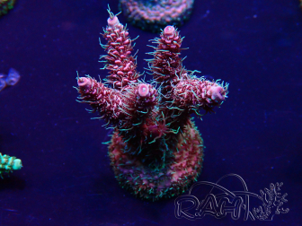 WYSIWYG Acropora Mariculture acclimated LED