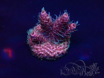 WYSIWYG Acropora Mariculture acclimated LED