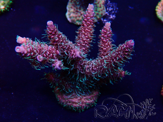 WYSIWYG Acropora Mariculture acclimated LED