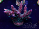 WYSIWYG Acropora Marikultur akklimatisiert LED