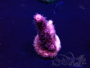 WYSIWYG Acropora Mariculture acclimated LED