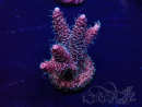 WYSIWYG Acropora 15T6 Mariculture acclimaté led