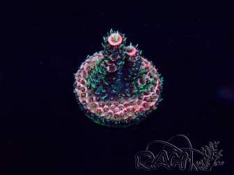 WYSIWYG Acropora Marikultur akklimatisiert LED
