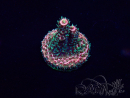 WYSIWYG Acropora Mariculture acclimated LED
