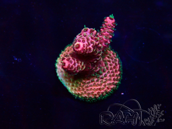 WYSIWYG Acropora Marikultur akklimatisiert LED