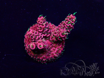WYSIWYG Acropora Maricultuur geacclimatiseerd LED