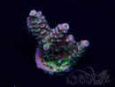 WYSIWYG Acropora Mariculture acclimated LED