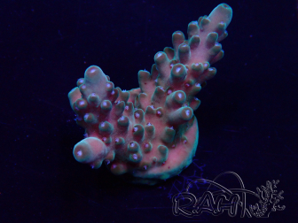 WYSIWYG Acropora 15T12 Mariculture acclimaté led