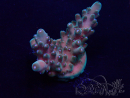 WYSIWYG Acropora Mariculture acclimated LED