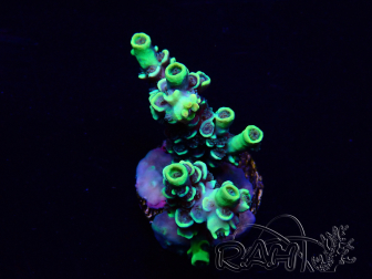WYSIWYG Acropora Maricultuur geacclimatiseerd LED