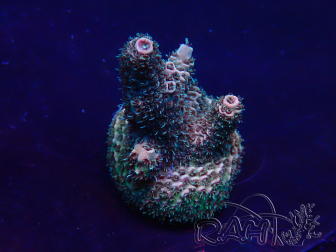 WYSIWYG Acropora Mariculture acclimated LED