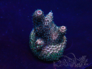 WYSIWYG Acropora Mariculture acclimated LED