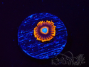 WYSIWYG - Zoanthus Tequila Sunrise 2A6