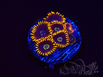 WYSIWYG - Zoanthus Rainbow Hornet