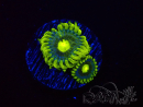 WYSIWYG - Zoanthus Corona 2E5