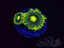 WYSIWYG - Zoanthus Corona 2E8