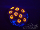 WYSIWYG - Zoanthus Johnny's Pumpkin Seed 2F9