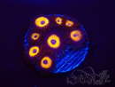 WYSIWYG - Zoanthus Johnny's Pumpkin Seed 2F11