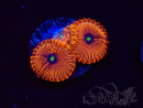 WYSIWYG - Zoanthus Red PPE