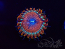 WYSIWYG - Zoanthus Happy People Eater 2I5