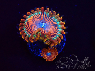 WYSIWYG - Zoanthus Happy People Eater 2I7