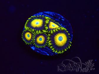 WYSIWYG Zoanthus Scrambled Eggs