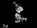 Hymenocera picta Zucht Frankreich 1,5–2 cm RAH