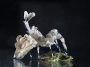 Hymenocera picta breeding France 1.5–2 cm RAH