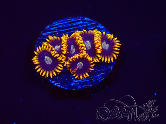 WYSIWYG - Zoanthus Rainbow Hornet