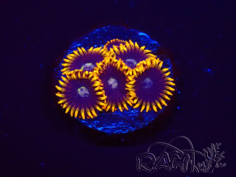 WYSIWYG - Zoanthus Rainbow Hornet