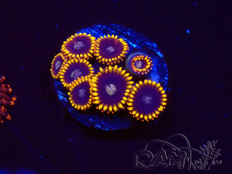 WYSIWYG - Zoanthus Rainbow Hornet 2M6