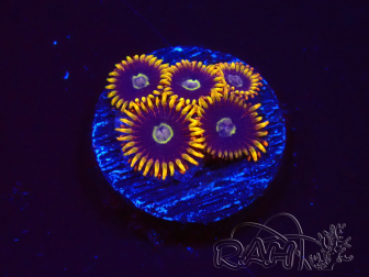 WYSIWYG - Zoanthus Rainbow Hornet