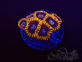 WYSIWYG - Zoanthus Rainbow Hornet
