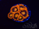 WYSIWYG - Zoanthus Orange Oxyde 2N4