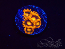 WYSIWYG - Zoanthus Orange Oxyde