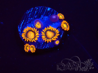 WYSIWYG - Zoanthus Orange Oxyde 2N8