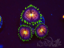 WYSIWYG - WWC Nirvana Palythoa 2P2