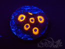 WYSIWYG - Zoanthus Johnny's Pumpkin Seed