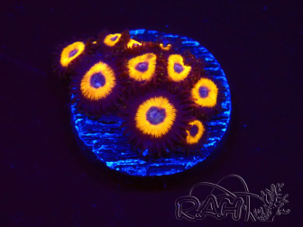 WYSIWYG - Zoanthus Johnny's Pumpkin Seed 2Q10