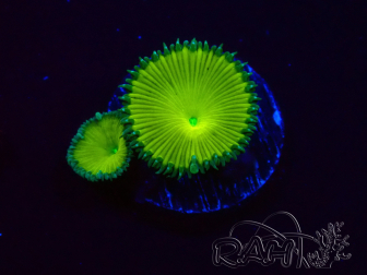 WYSIWYG - RAH Protopalythoa Banana