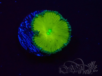 WYSIWYG - RAH Protopalythoa Banana