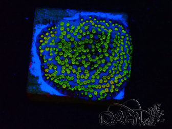 WYSIWYG Montipora tuberculosa ultraman 11B3