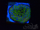 WYSIWYG Montipora Ultraman