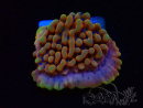 WYSIWYG JF Montipora Altered Ego