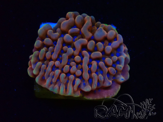 WYSIWYG JF Montipora Altered Ego 11B8